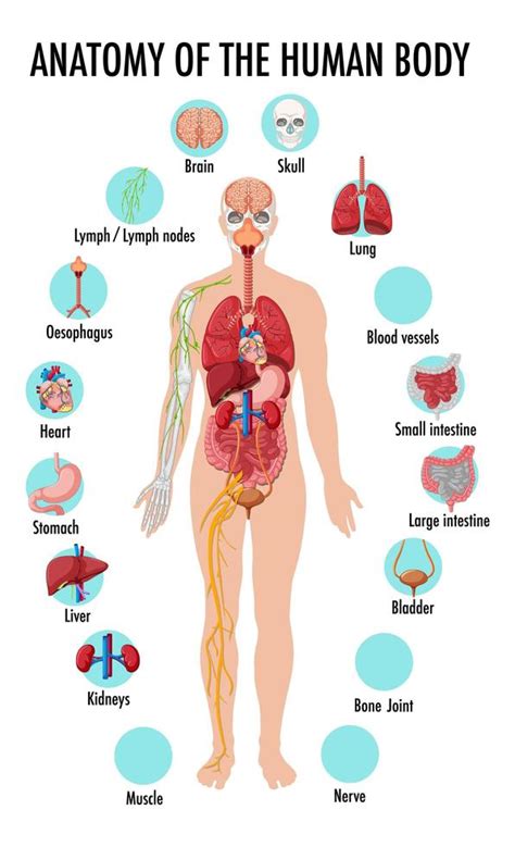 Anatomía Del Cuerpo Humano Infografía De Información 1482212 Vector En