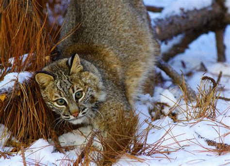 Wild Yet Wonderfully Near Us Wild Cats Of North America Hosted By