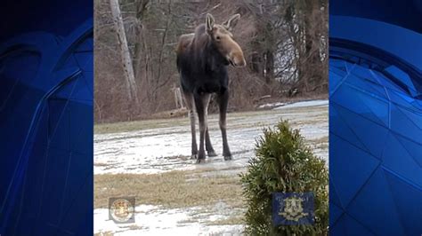 Moose Spotted In Winchester Nbc Connecticut