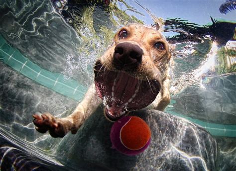 Funny Dog Faces Underwater