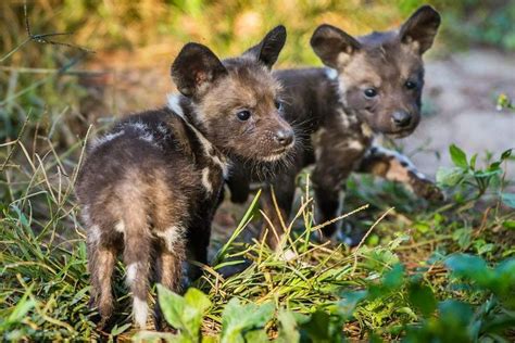African character design dog painted pup puppy wild asani. african wild dog - Google Search in 2020 | Cute animals ...