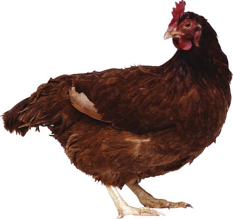 Chicken Standing PNG Image - PurePNG | Free transparent CC0 PNG Image ...