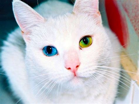 Cat Has Rare Eye Condition But Just Take A Closer Look