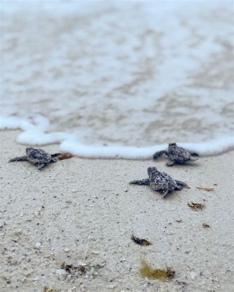 Guide To Sea Turtle Season In Navarre Beach Navarre