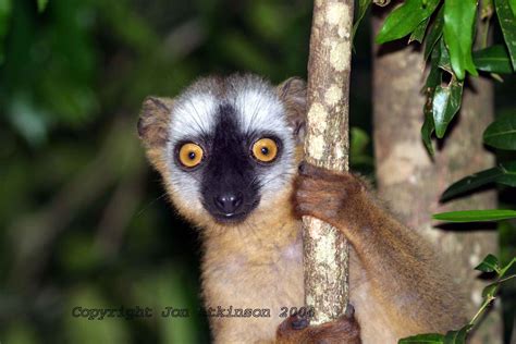 Red Fronted Brown Lemurs Live In The Deciduous Forests Of Western And