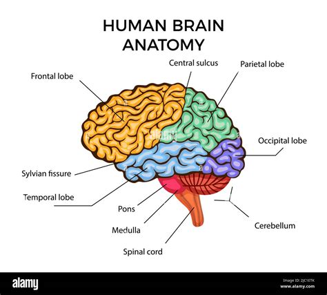 Human Brain Anatomy Infographics Diagram With Sections And Text