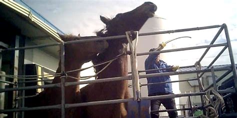 Horse Slaughterhouse Workers Exposed For Beating Former Racehorses With