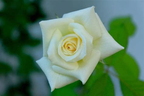 White Rose Stock Photo Image Of Nice Lovely Rose White 53213828