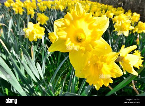 Close Up Of Daffodils Stock Photo Alamy