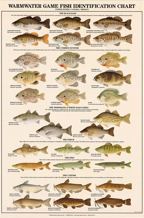 Warmwater Game Fish Poster Identification Chart And Fishermen Etsy Uk