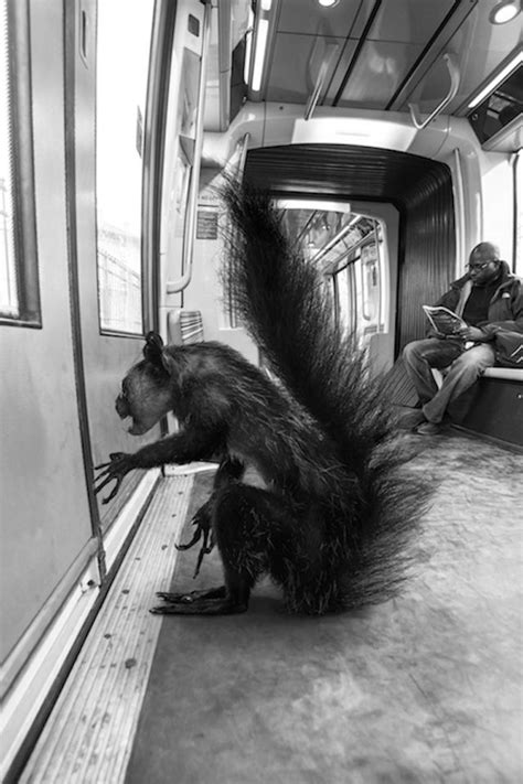 Wild Animals Stuck In Subway Metro De París París Fotografia