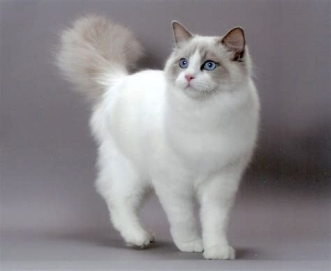 Ragdoll Cat Breed Health And Care Cats Energies