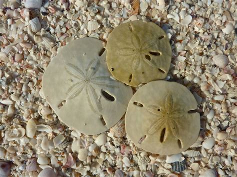 Sand Dollar Heaven I Love Shelling