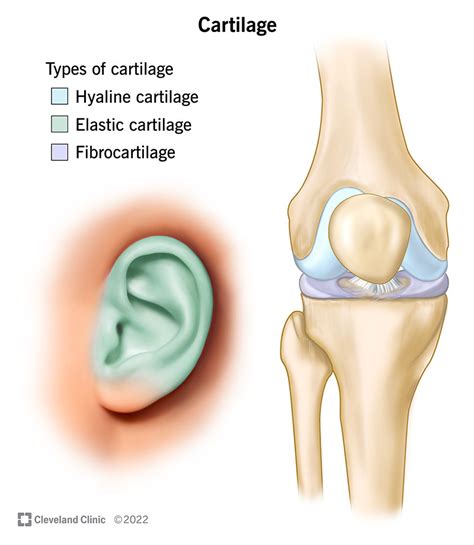 Cartilage What It Is Function Types