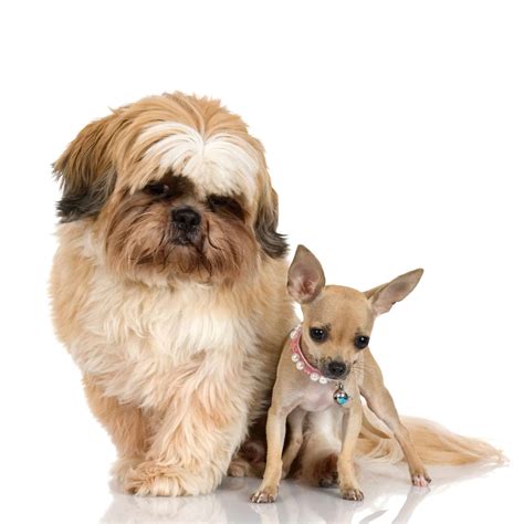 Browse tiny teacup chihuahua puppies and toy chihuahua puppies for sale by teacups, puppies & boutique! Learn about the Shih Tzu Chihuahua Mix aka The Shichi ...