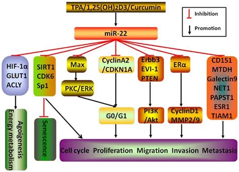 mir 22 inhibits tumor malignant progressions different stimulators download scientific
