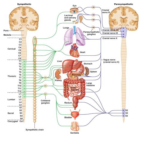 Autonomic Nervous System Ans Function Нервная система Анатомия