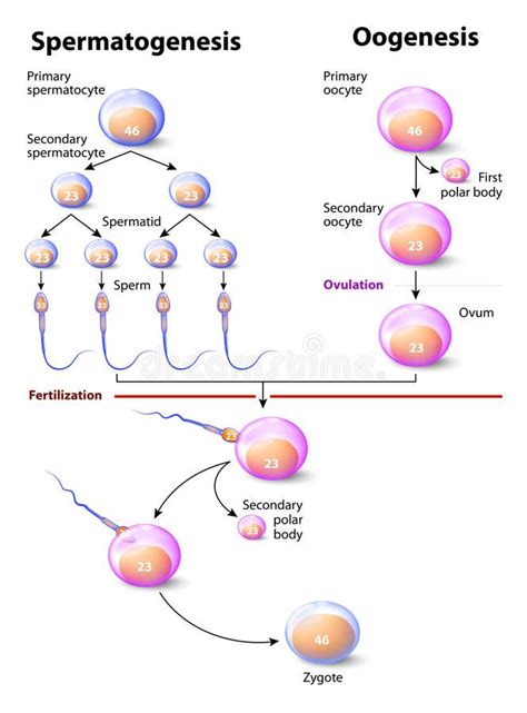Spermatogenesis And Oogenesis Oogenesis Or Ovogenesis Is The Creation
