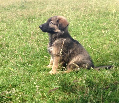 It has wolves as ancestors and still makes an excellent pet they like to stay outside too, so keep this in mind before getting sable gsd. 5 FARM BRED GERMAN SHEPHERD PUPPY BLACK TAN SABLE | Bradford, West Yorkshire | Pets4Homes