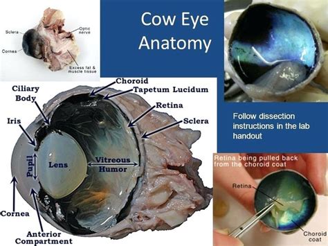 Internal Diagram Of Human Eye