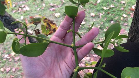 Phoradendron Leucarpum Oak Mistletoe Youtube