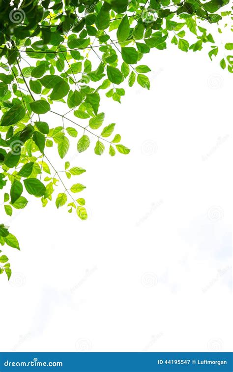 Green Leaf Isolated Stock Image Image Of Copy Foliage 44195547