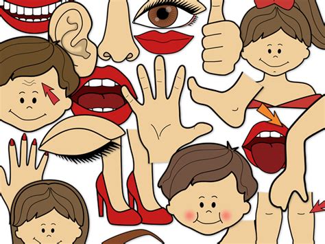 Body Parts Clip Art Teaching Resources