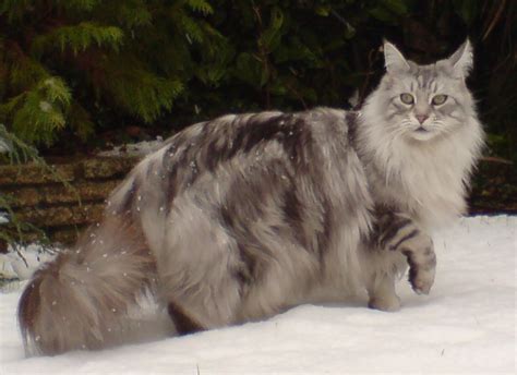 In fact, the title for the longest cat in the 2010 guinness world records was held his name is stewie, who measured 48.5 in (123 cm) from the tip of his nose to the tip of his tail. Weight Range for Adult Maine Coons - MaineCoon.org