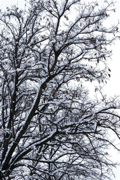 Snow Covered Winter Tree Branches Stock Photo Image Of Freeze