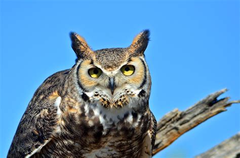 The Great Horned Owl Of The Arizone Sonora Desert Museum Toms Thoughts