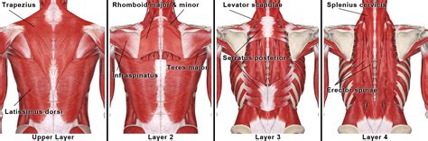 Anatomy of the upper back muscles. Massage for Upper Back Pain
