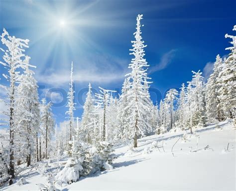 Winter Snow Covered Fir Trees On Mountainside On Blue Sky With Sunshine Background Stock Photo