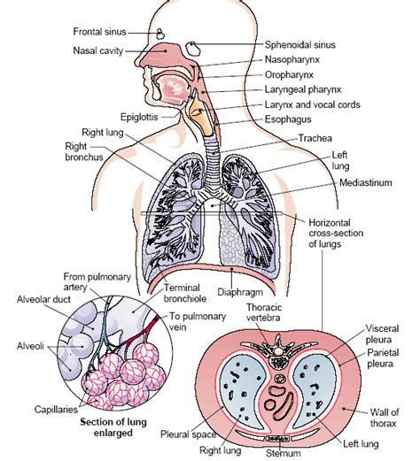 Respiratory System Notes Anatomy And Physiology Pdf Life Educations
