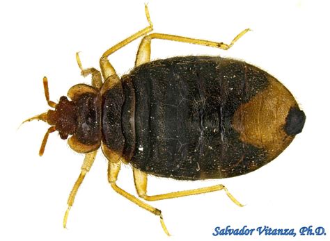 Hemiptera Heteroptera Cimicidae Cimex Lectularius Common Bed Bug N
