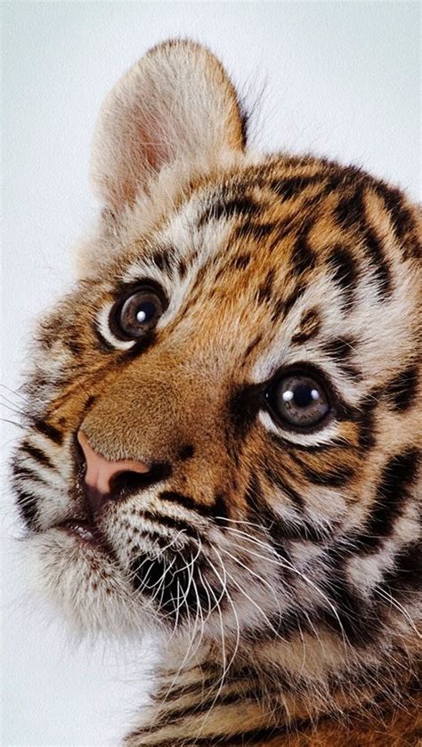 Cute Baby Tiger Cute Tiger Cubs Cute Tigers Cheetah Cubs Animals And
