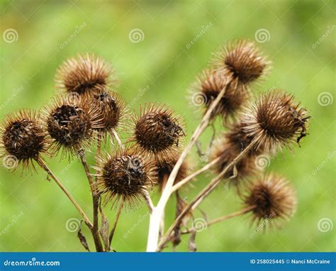 Burdock Seed Heads During Fall Season Attach To Everything Stock Image