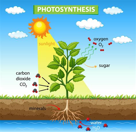 Photosynthesis Diagram Schematic Illustration Of The Photosynthesis My Xxx Hot Girl