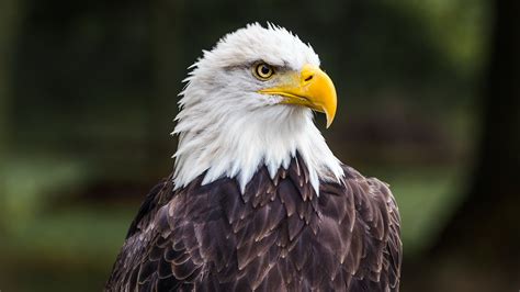 Animal Bald Eagle 4k Ultra Hd Wallpaper
