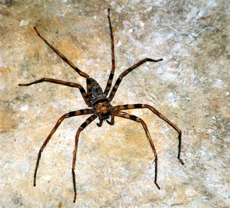 Cool Funpedia The Largest Spider In The World