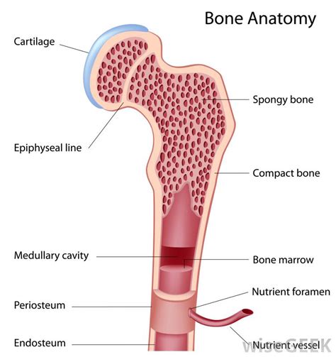 Click on the image to enlarge it. What Is the Function of Compact Bone? (with pictures)