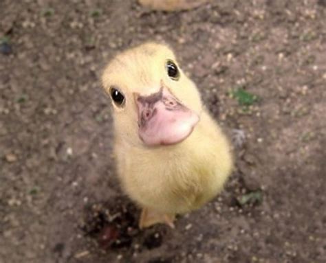 25 Of The Aww Some And Cutest Baby Animal Pictures Youll Find Online