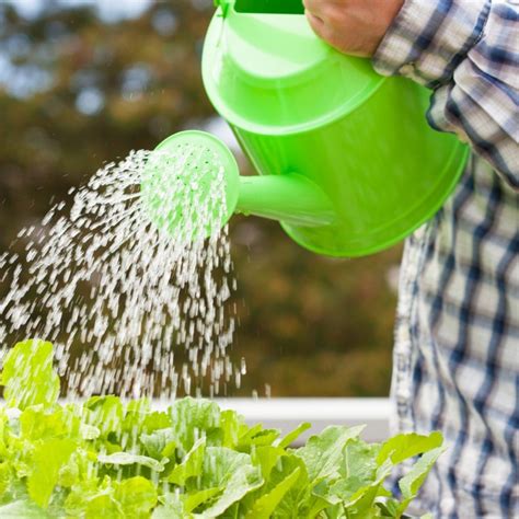 When To Water Your Plants Grow Pro Tips The Sage