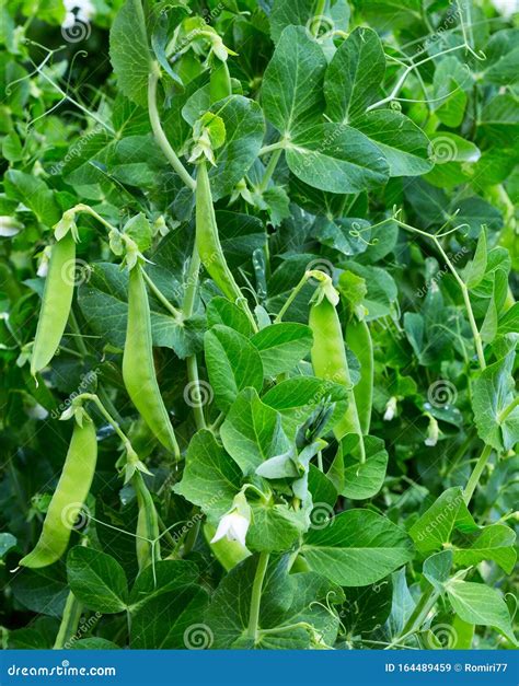 Peas Plant Growing On The Farm Stock Image Image Of Sweet Green