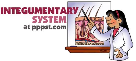Free Powerpoint Presentations About Human Integumentary System For Kids