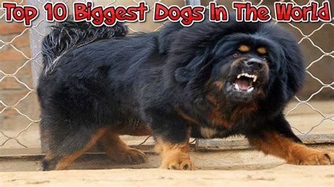 top  biggest dogs   world  dog compilation tibetan mastiff dog big dog breeds