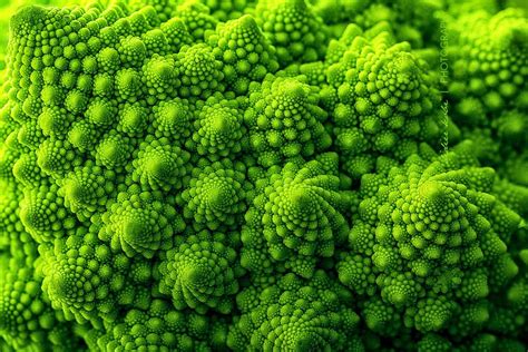 35 Breathtaking Examples Of Patterns In Nature