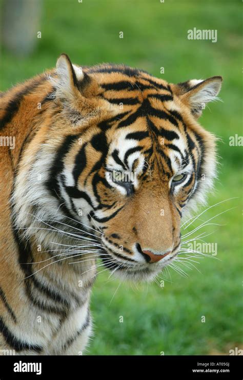 Tiger Ear Hi Res Stock Photography And Images Alamy