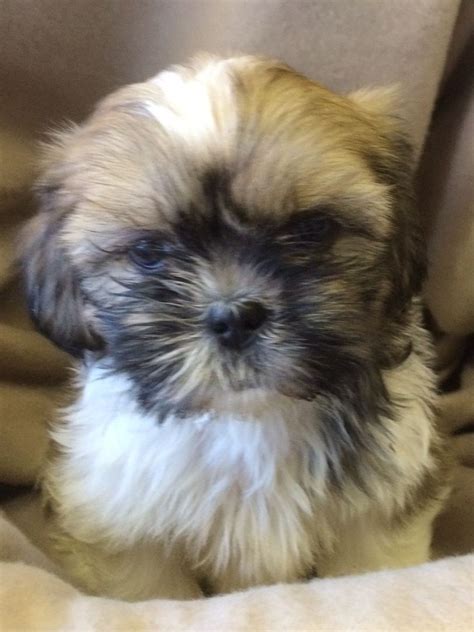 Like all dog breeds, shih tzus are susceptible to hip and elbow dysplasia, two of the most common health issues among dogs. Shih Tzu Puppies for sale | London, West London | Pets4Homes