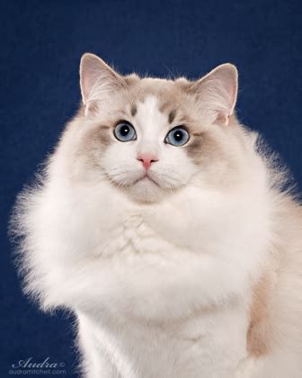 Whatever the case, if you're interested in something, be sure to if you're interested in buying a purebred or designer or mixed breed cat or kitten from a breeder, then please take a look through our cat and kitten breeders. Purebred Adult Male Ragdoll Cats For Sale | Riterags Ragdolls