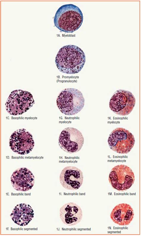 White Blood Cells Description Classification And Formation Medical